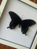 Papilio Deiphobus