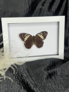 Lepidoptera