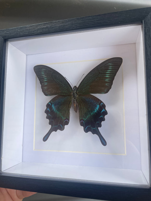 Papilio Mackii